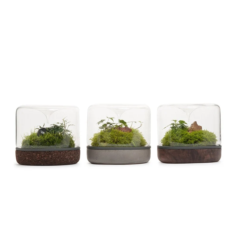 Walnut Sanctuary Rainforest Terrarium