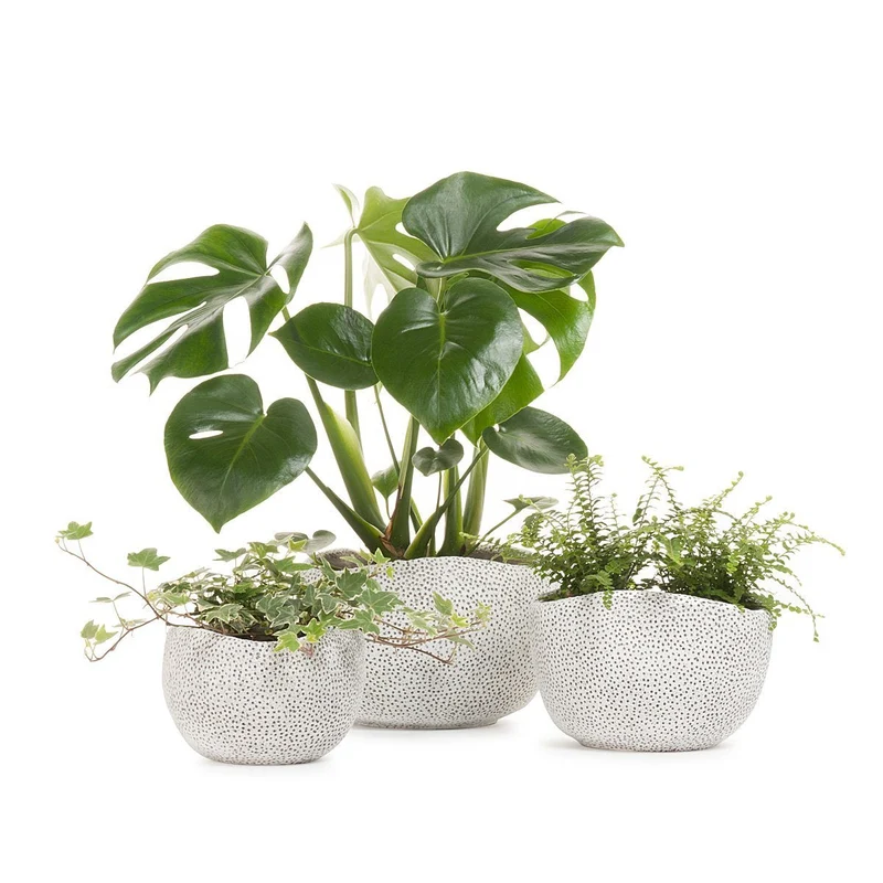 Ivy Coral Planter