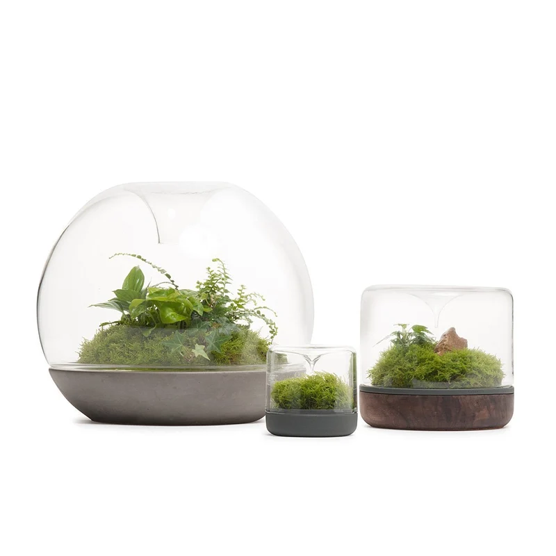 Biodome Rainforest Terrarium