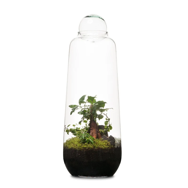 Tall Capsule Terrarium