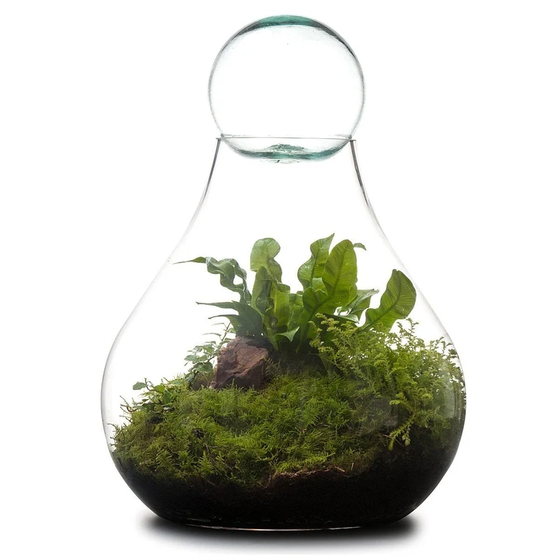 Bulb Terrarium