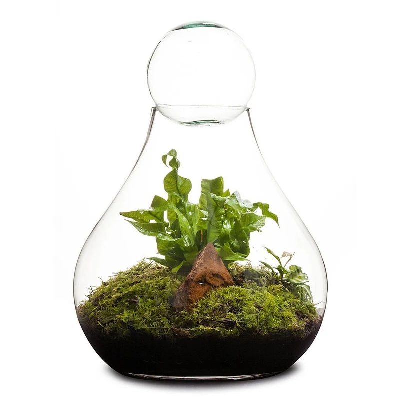 Bulb Terrarium