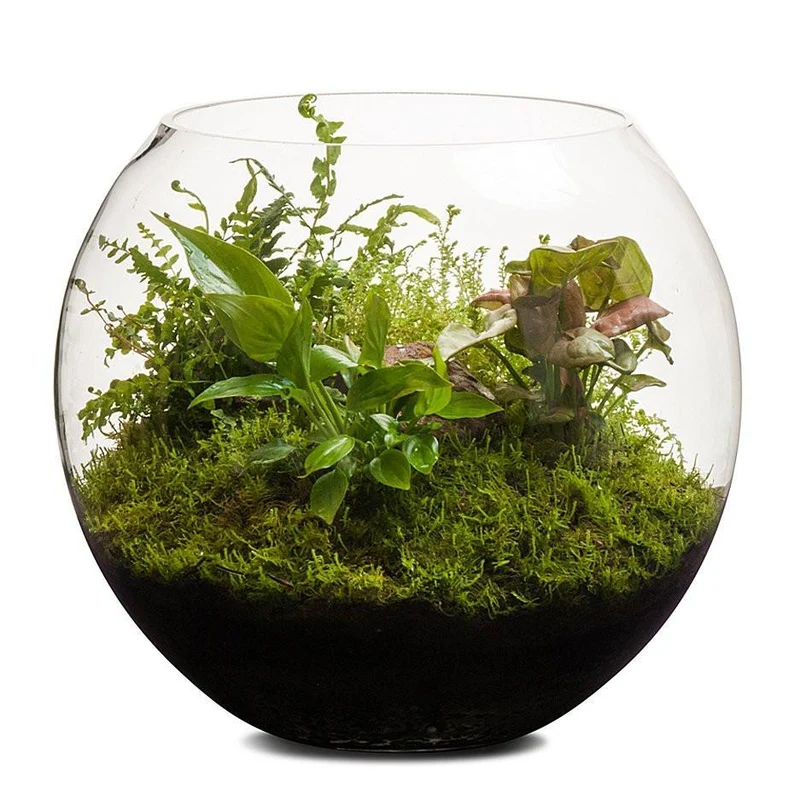 Revival Fishbowl Terrarium