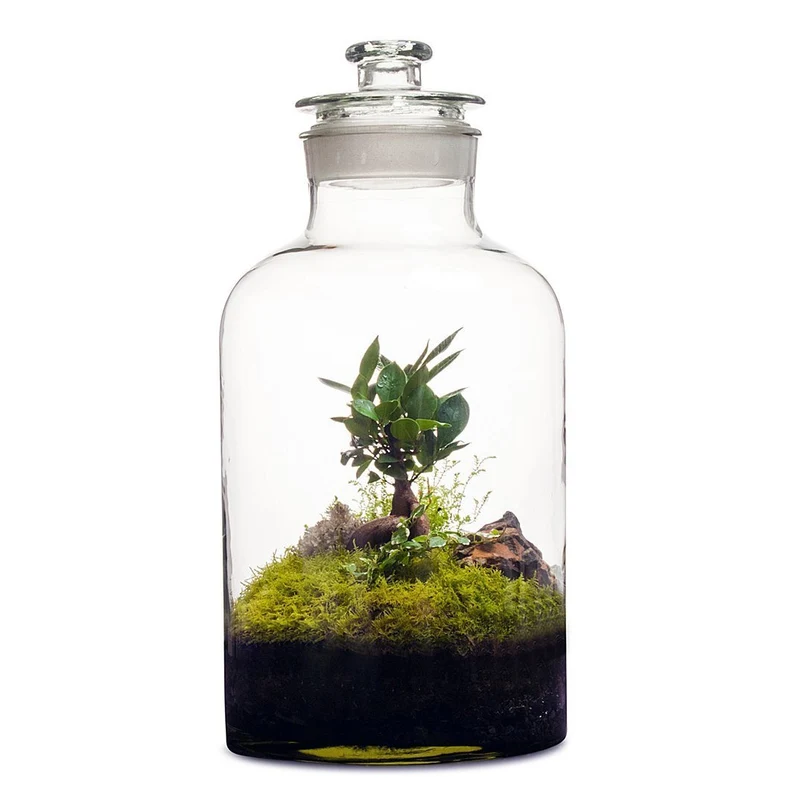 15L Apothecary Terrarium