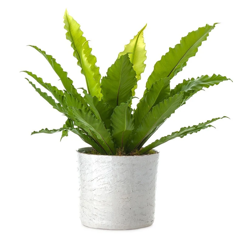 Birdsnest Beauty Planter