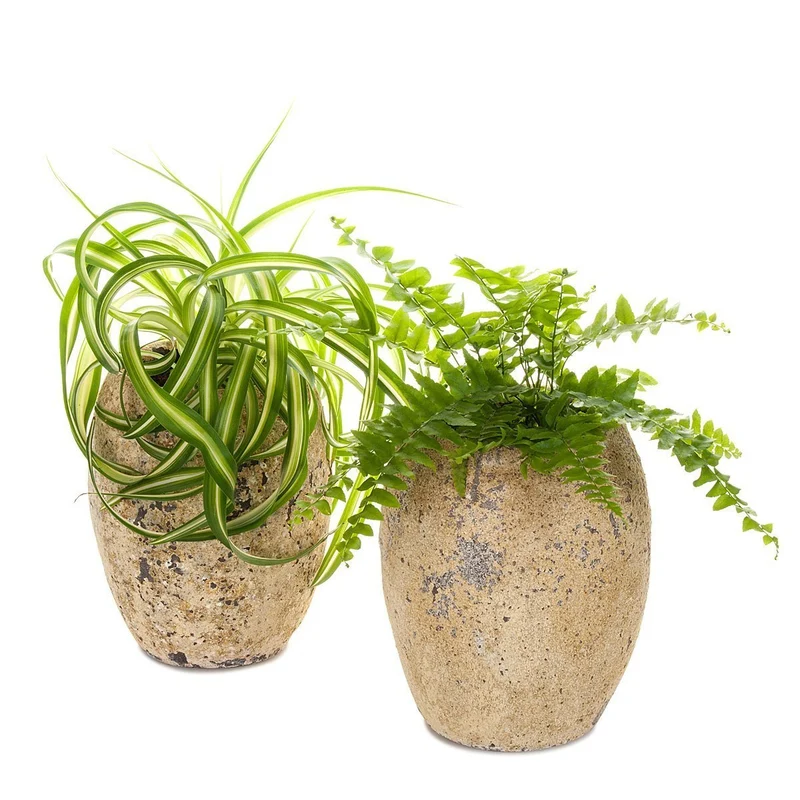 Spider Plant/Fern Atlantis Planter