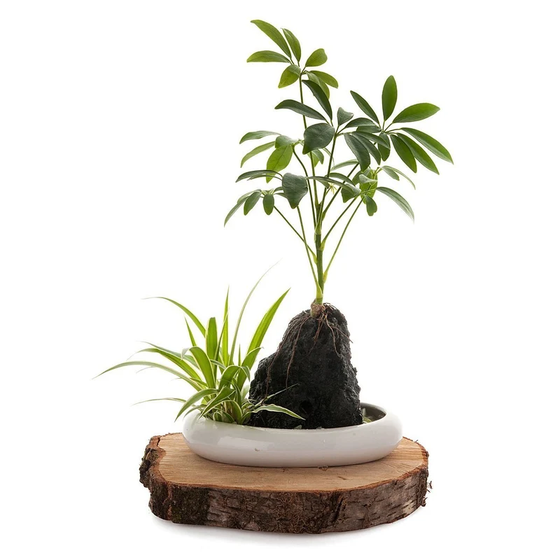 Volcanic Life Umbrella Tree