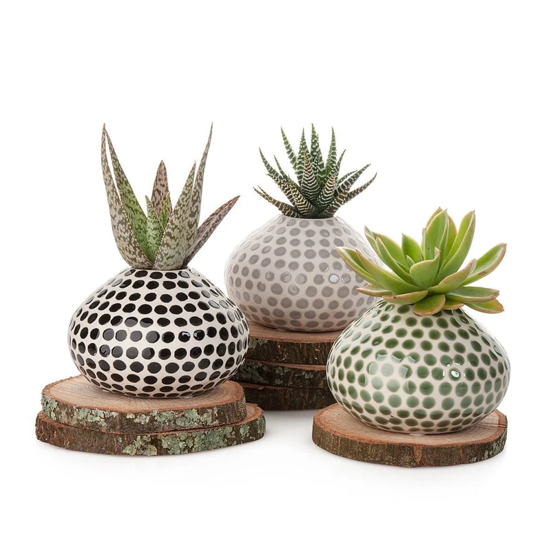 Succulent Spots Planter