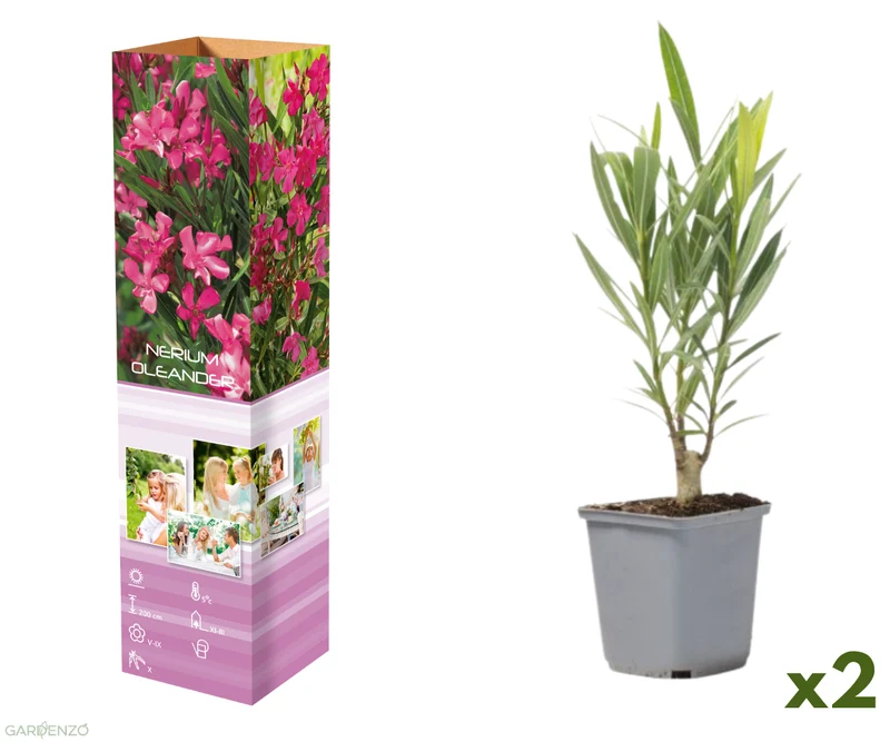 Lot de 2 lauriers roses - Fleurs blanches 25-38 cm