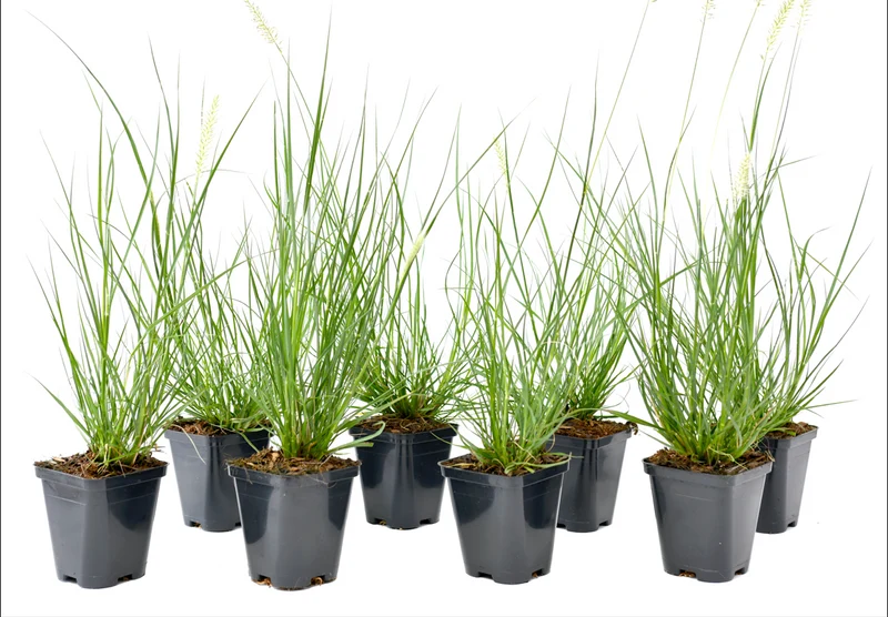 Lot de 8 plantes d´herbe aux écouvillons (Pennisetum)