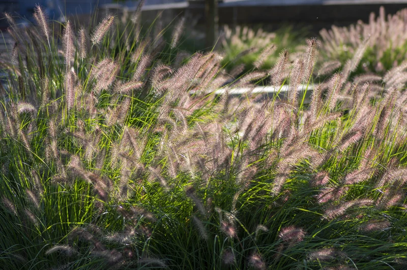 Lot de 4 plants d´herbe aux écouvillons (Pennisetum)