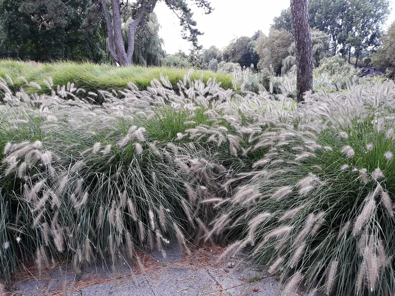 Lot de 4 plants d´herbe aux écouvillons (Pennisetum)