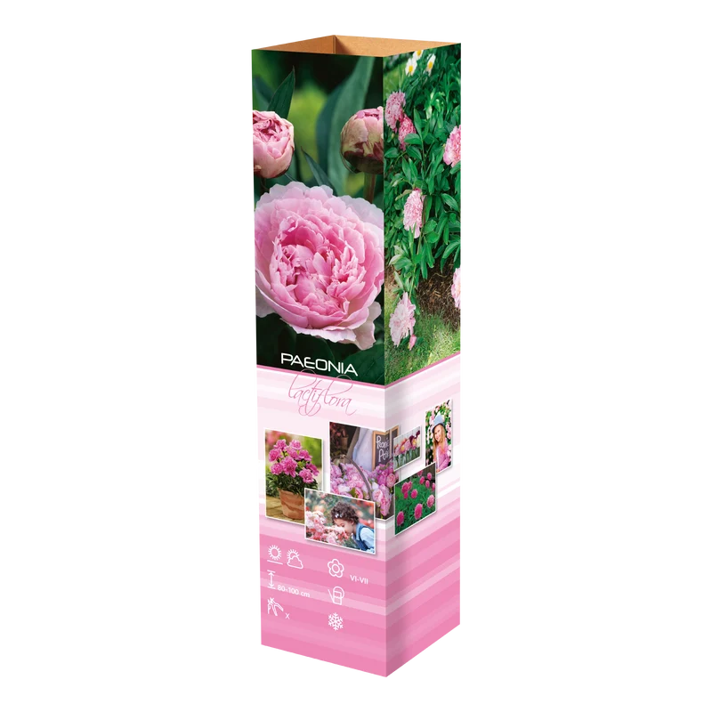 Lot de 6 pivoines roses