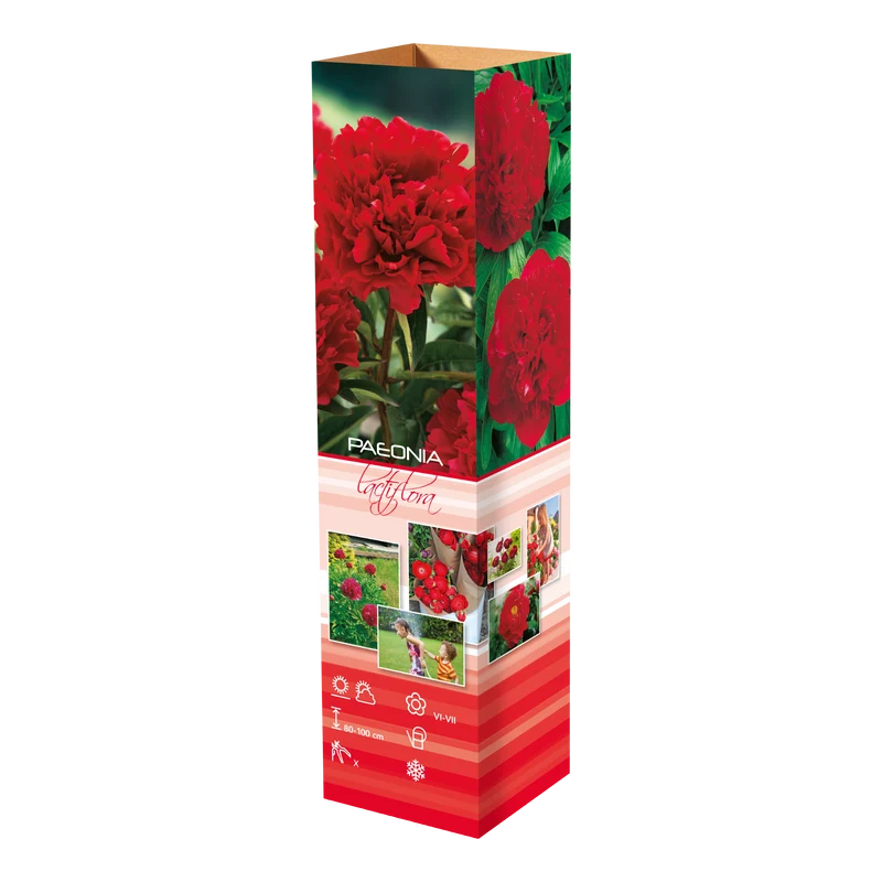 Lot de 3 pivoines rouges