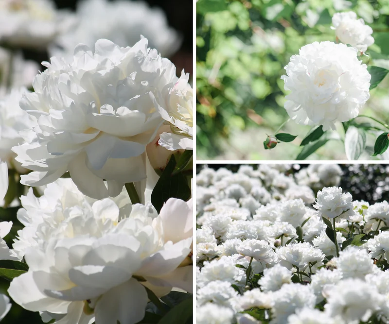Lot de 6 pivoines blanches