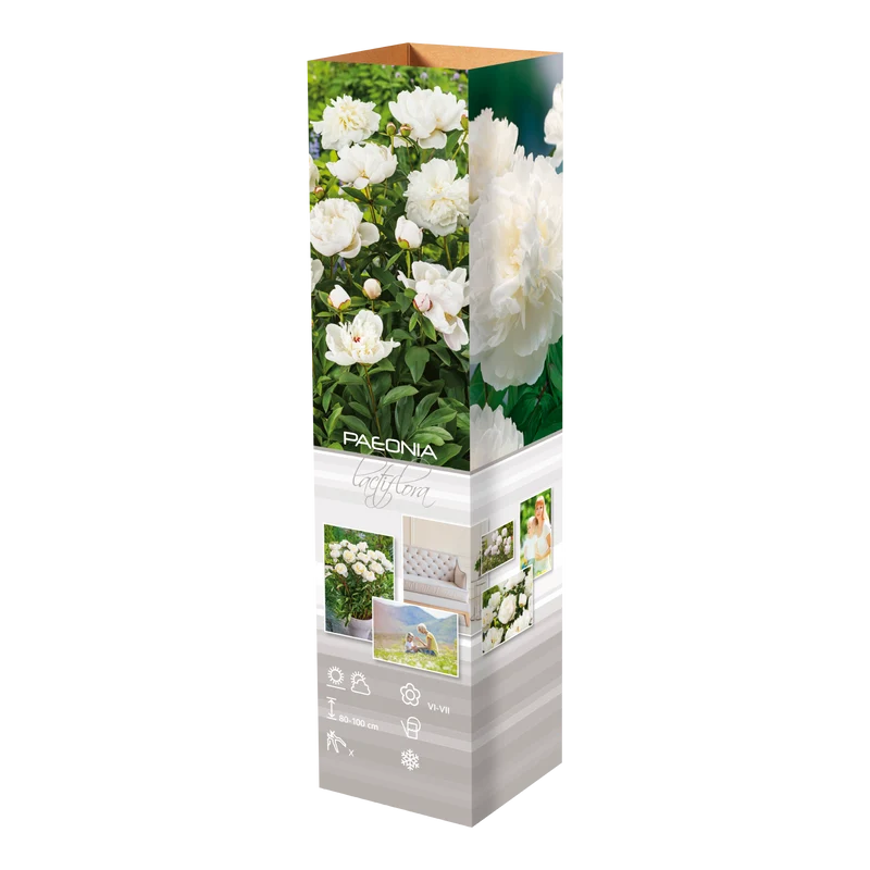Lot de 6 pivoines blanches
