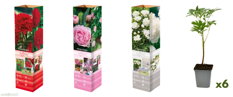 Lot de 6 pivoines: 2 rouges, 2 blanches, 2 roses