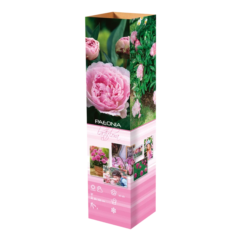 Lot de 6 pivoines: 2 rouges, 2 blanches, 2 roses