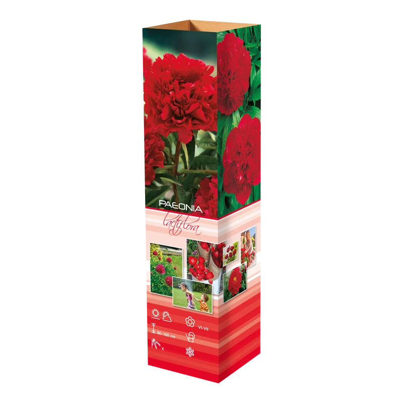 Lot de 3 pivoines: 1 rouge, 1 blanche, 1 rose