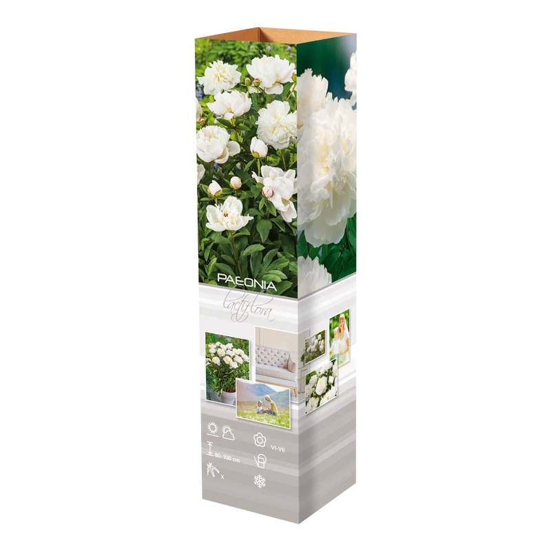 Lot de 3 pivoines: 1 rouge, 1 blanche, 1 rose