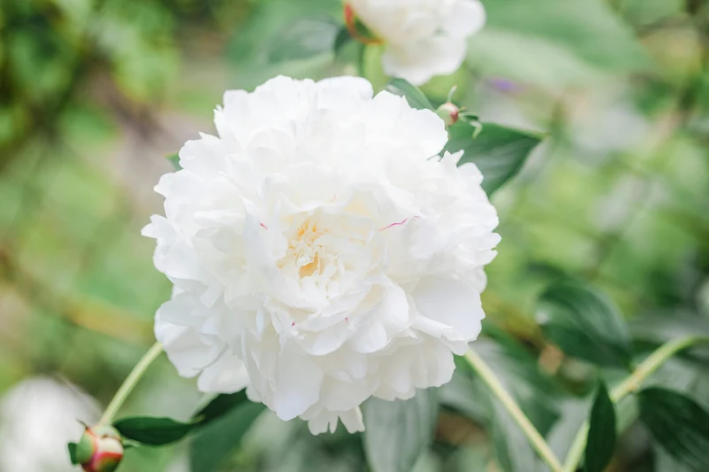 Lot de 3 pivoines blanches