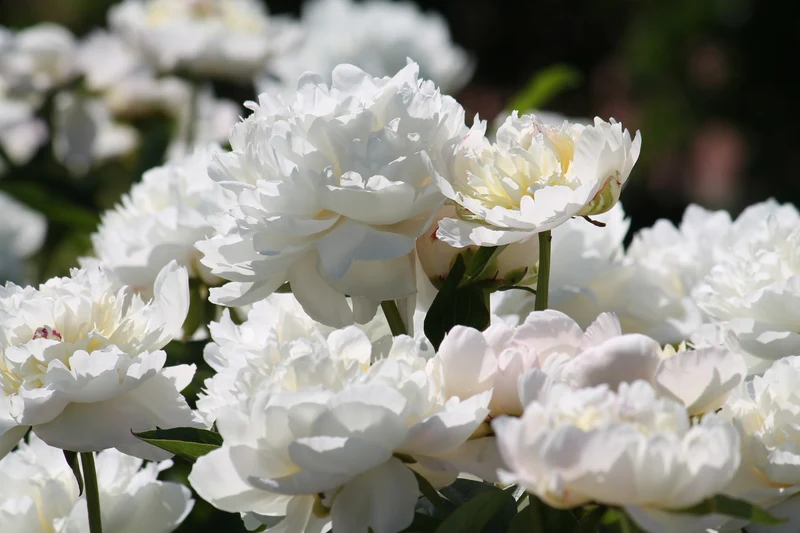 Lot de 3 pivoines blanches