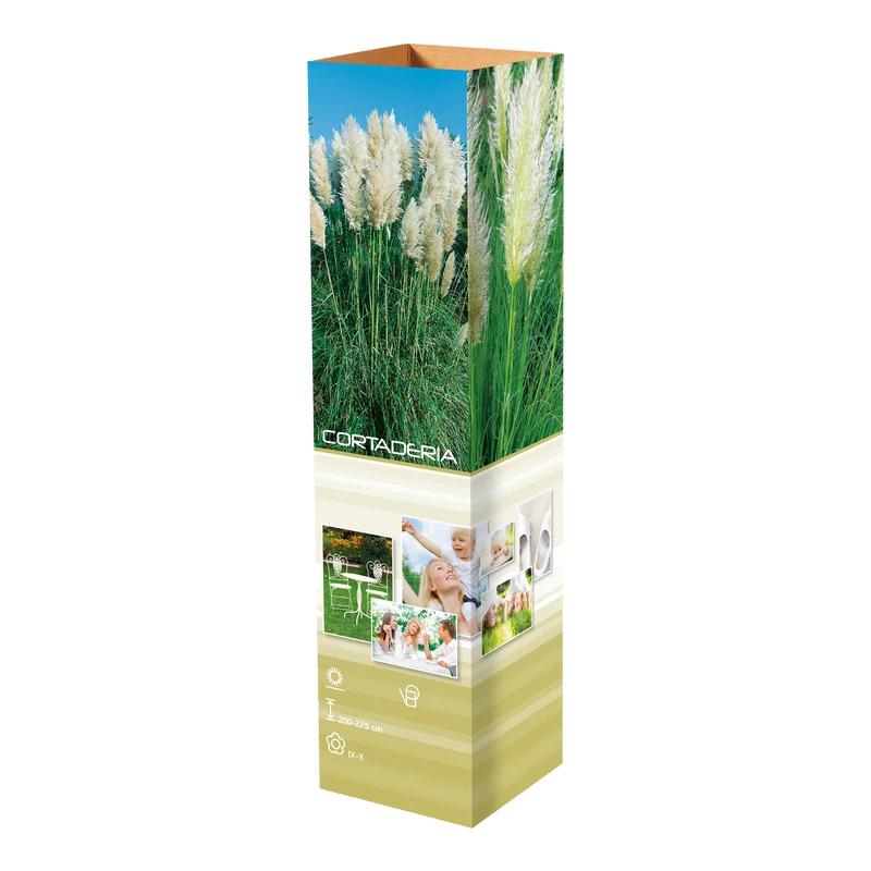Lot de 8 graminées: 2 Stipa, 2 Pennisetum, 2 Cortaderia blanche, 2 Imperata