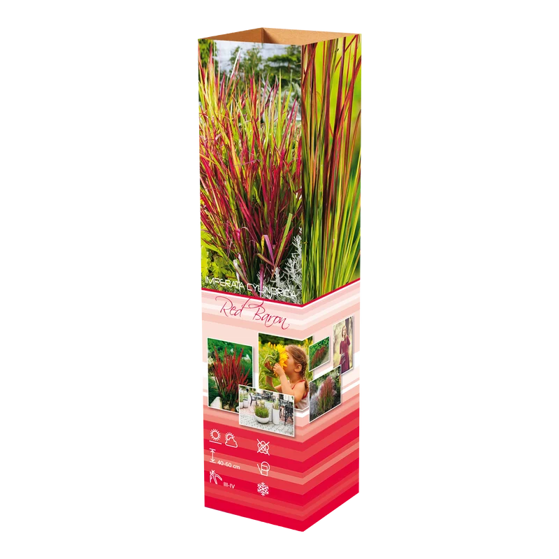 Lot de 8 graminées: 2 Stipa, 2 Pennisetum, 2 Cortaderia blanche, 2 Imperata