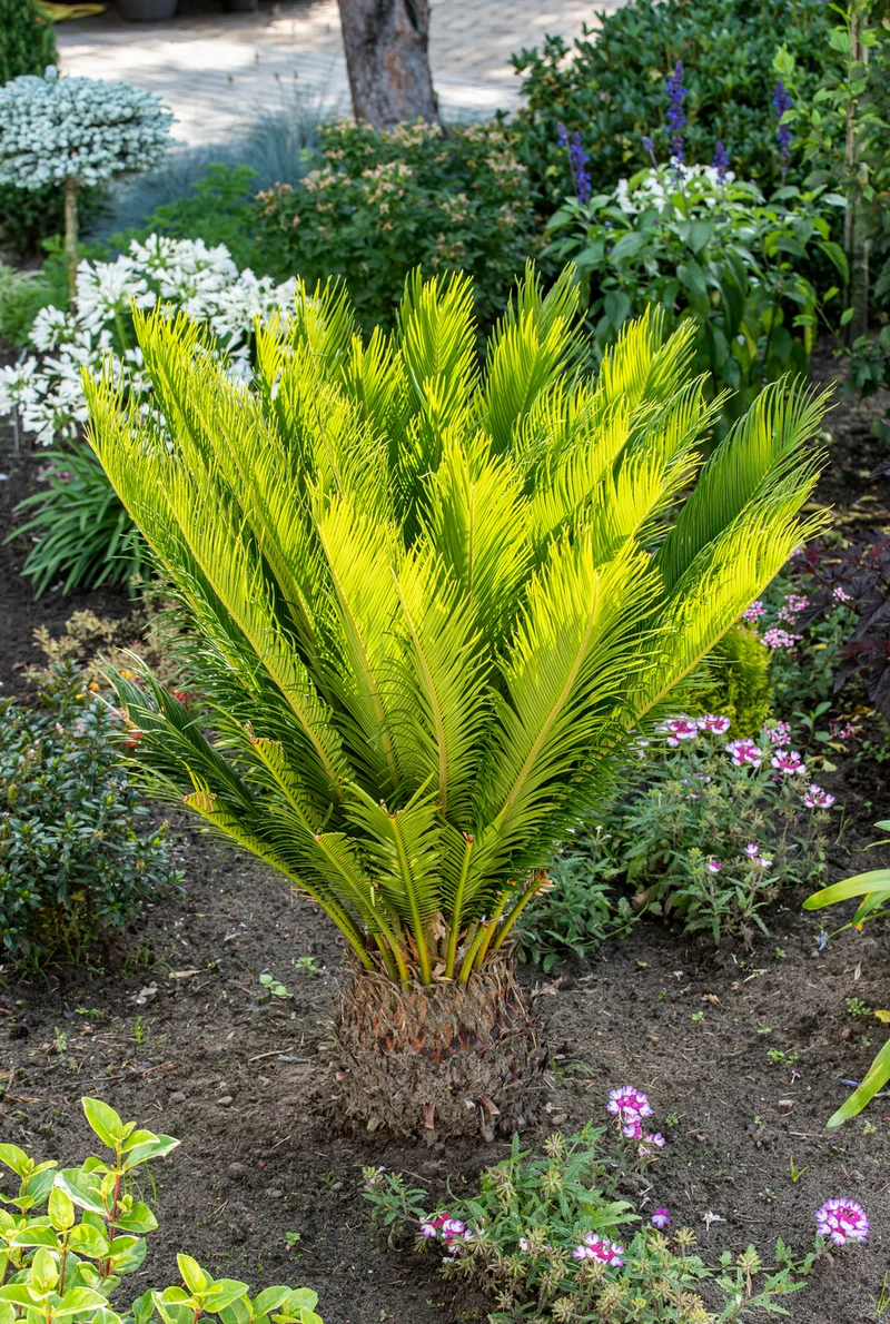 Lot de 2 palmiers Cycas du Japon - Moyens (50-70 cm)
