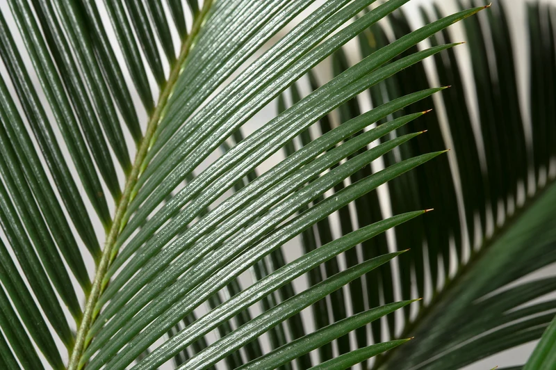 2 palmiers Cycas du Japon - Grands (60-70 cm)