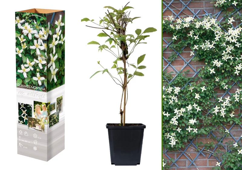 Lot de 3 clématites des montagnes blanches (Clematis Montana Rubens) - 30-38 cm