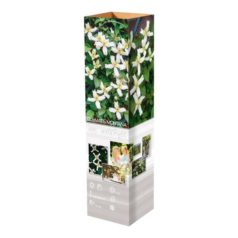 Lot de 3 clématites des montagnes blanches (Clematis Montana Rubens) - 30-38 cm
