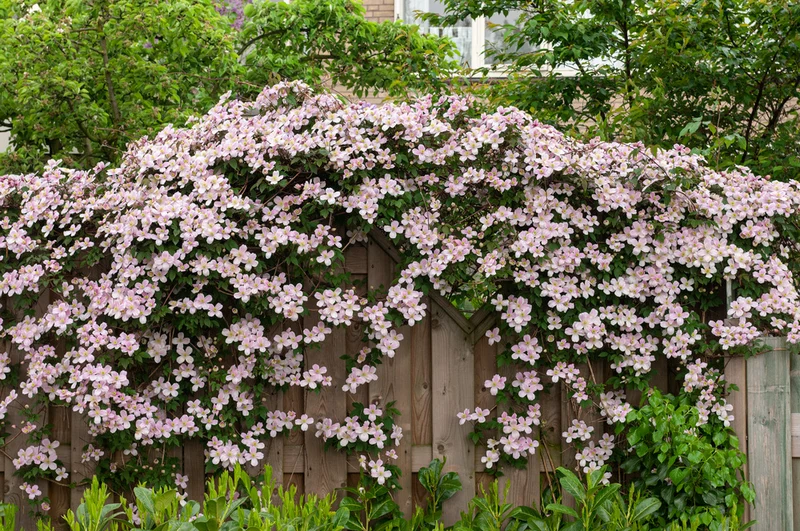 Lot de 3 clématites des montagnes blanches (Clematis Montana Mayleen) - 30-38 cm