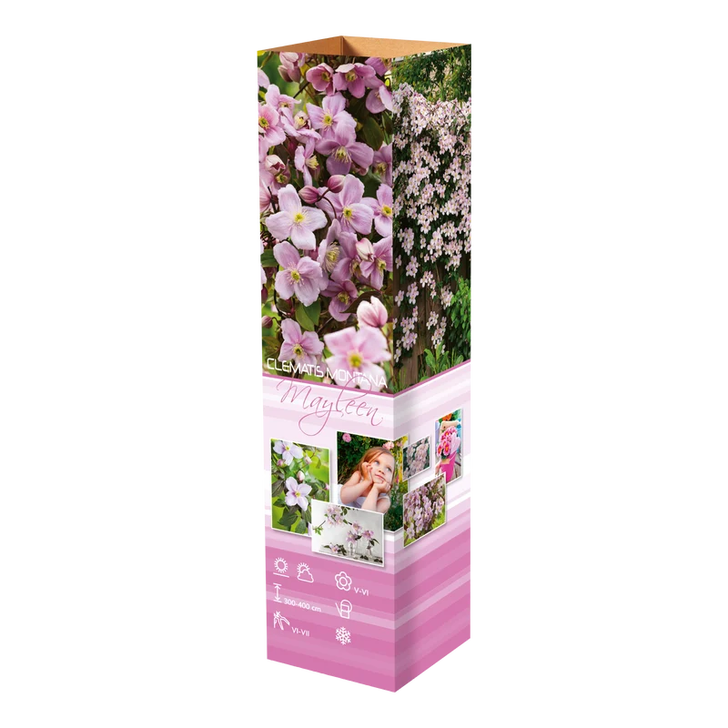 Lot de 3 clématites des montagnes blanches (Clematis Montana Mayleen) - 30-38 cm