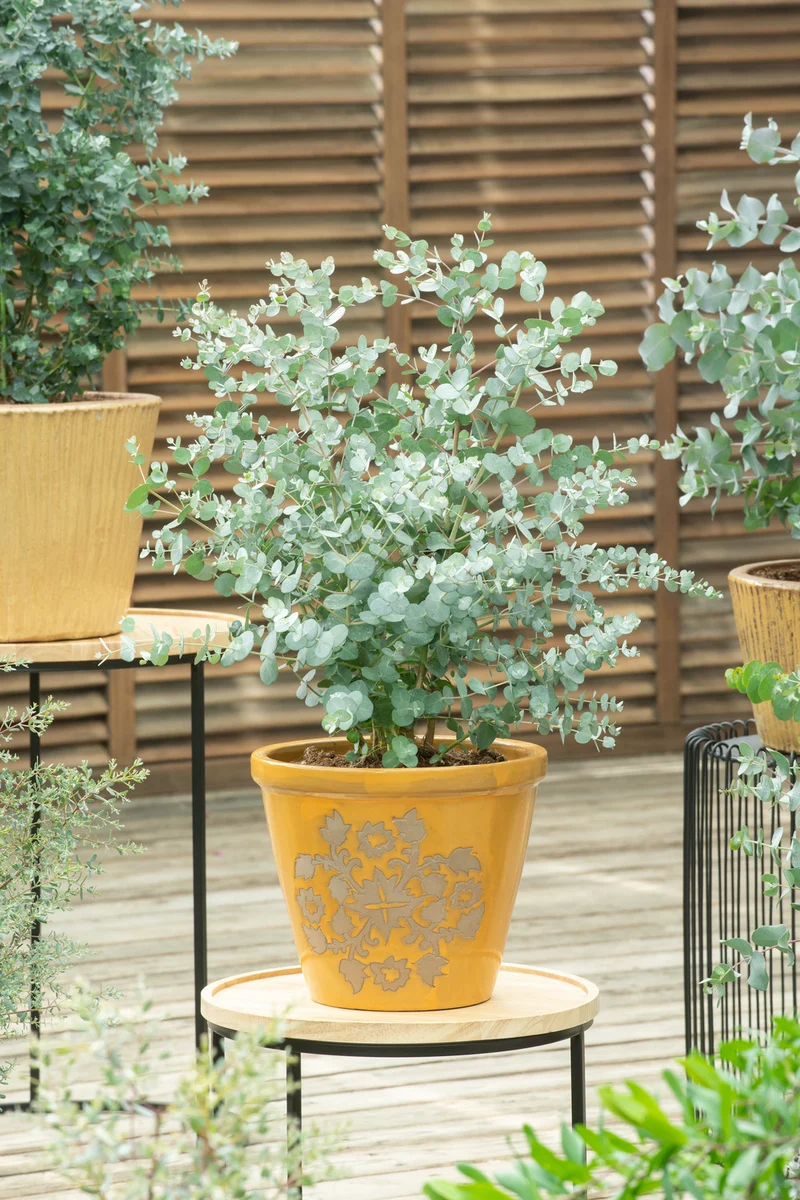 Lot de 2 Eucalyptus (Gunnii Azura) sur tige - 40-50 cm