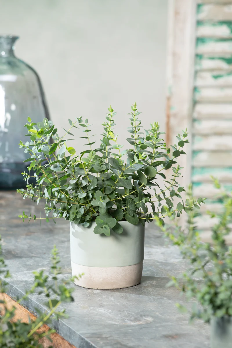Lot de 2 Eucalyptus (Gunnii Azura) sur tige - 40-50 cm