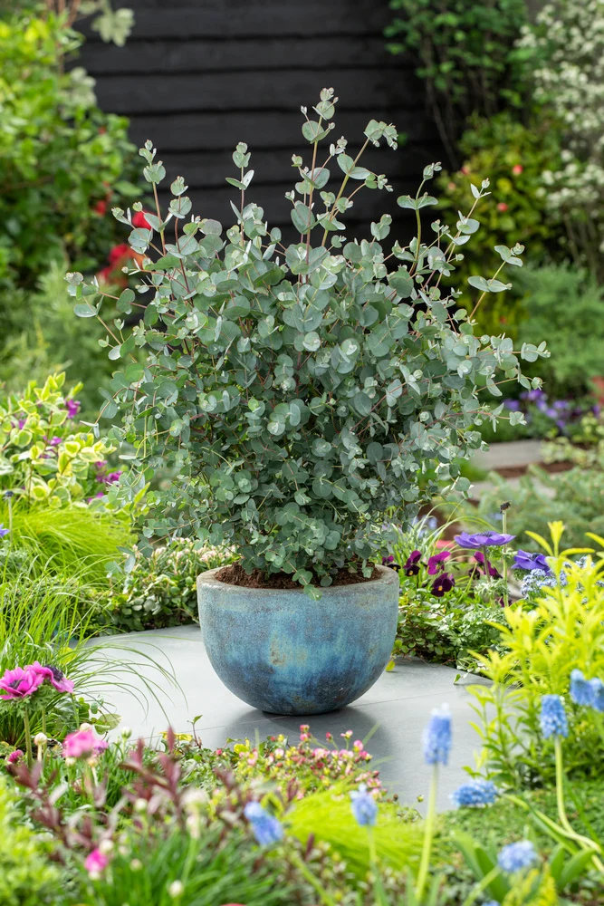 Eucalyptus (Gunnii Azura) sur tige - 40-50 cm