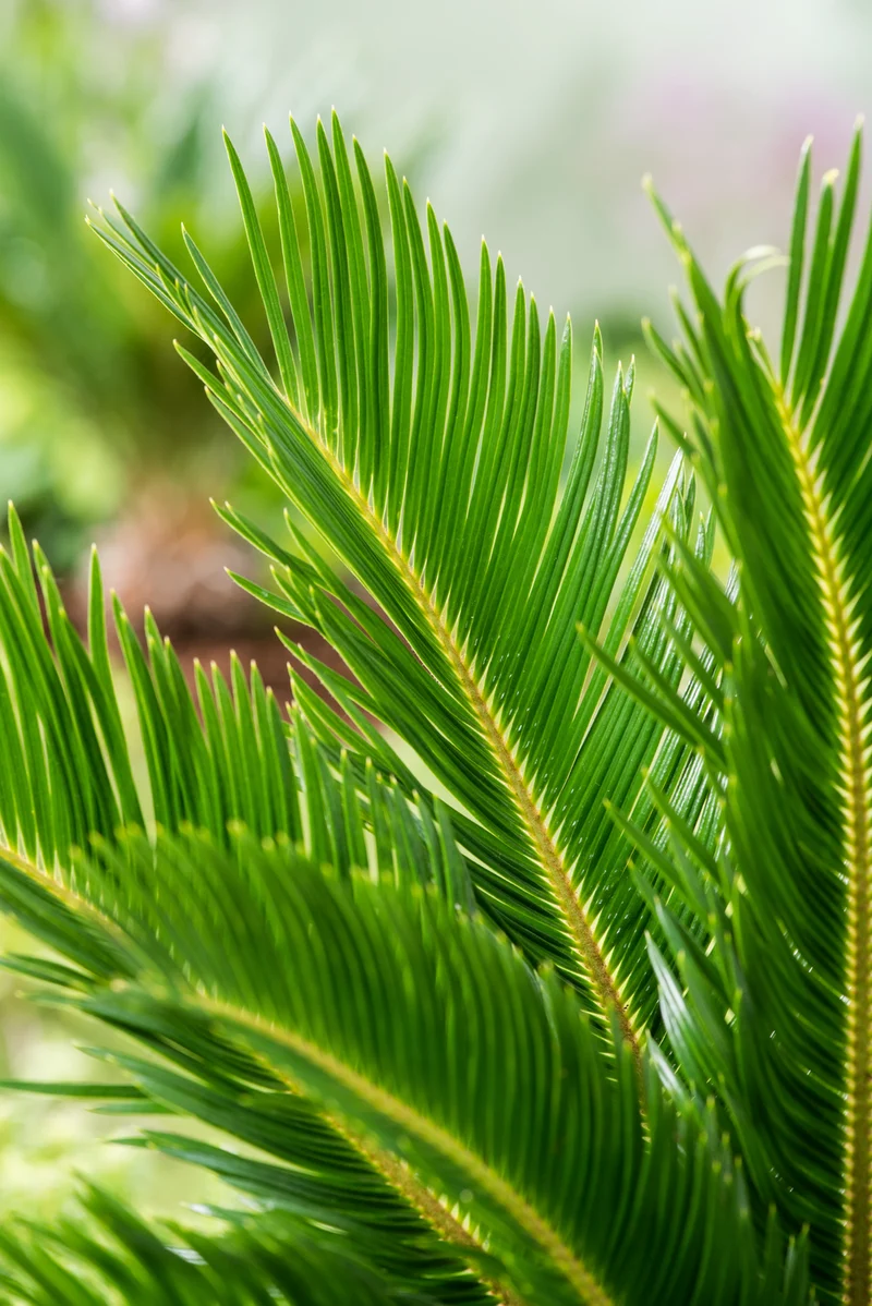 Lot de 2 palmiers Cycas du Japon - Moyens (50-70 cm)