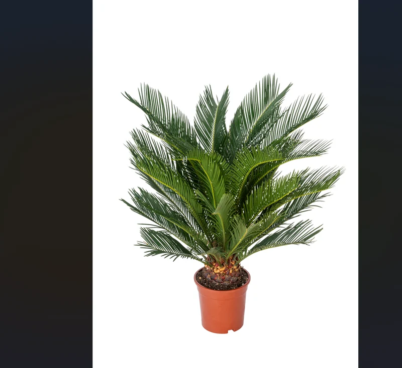 2 palmiers Cycas du Japon - Grands (60-70 cm)