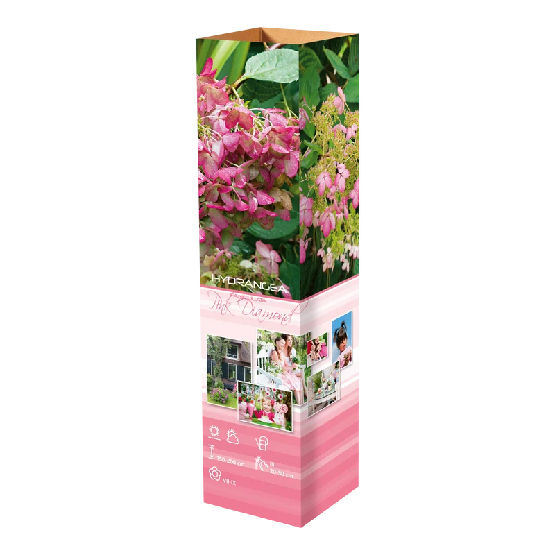 Lot de 4 hortensias : 1 rose blanc, 1 rose, 1 bleu, 1 blanc - 30-38 cm