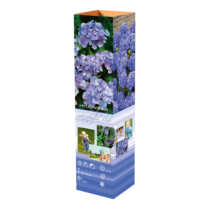 Lot de 4 hortensias : 1 rose blanc, 1 rose, 1 bleu, 1 blanc - 30-38 cm