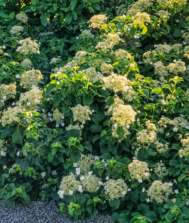 Lot de 8 hortensias grimpants - 30-38 cm