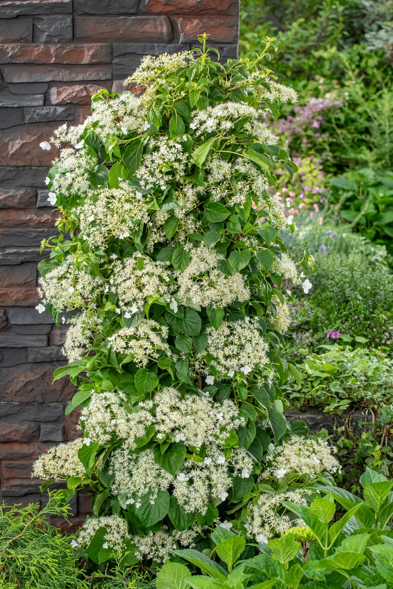 Lot de 8 hortensias grimpants - 30-38 cm