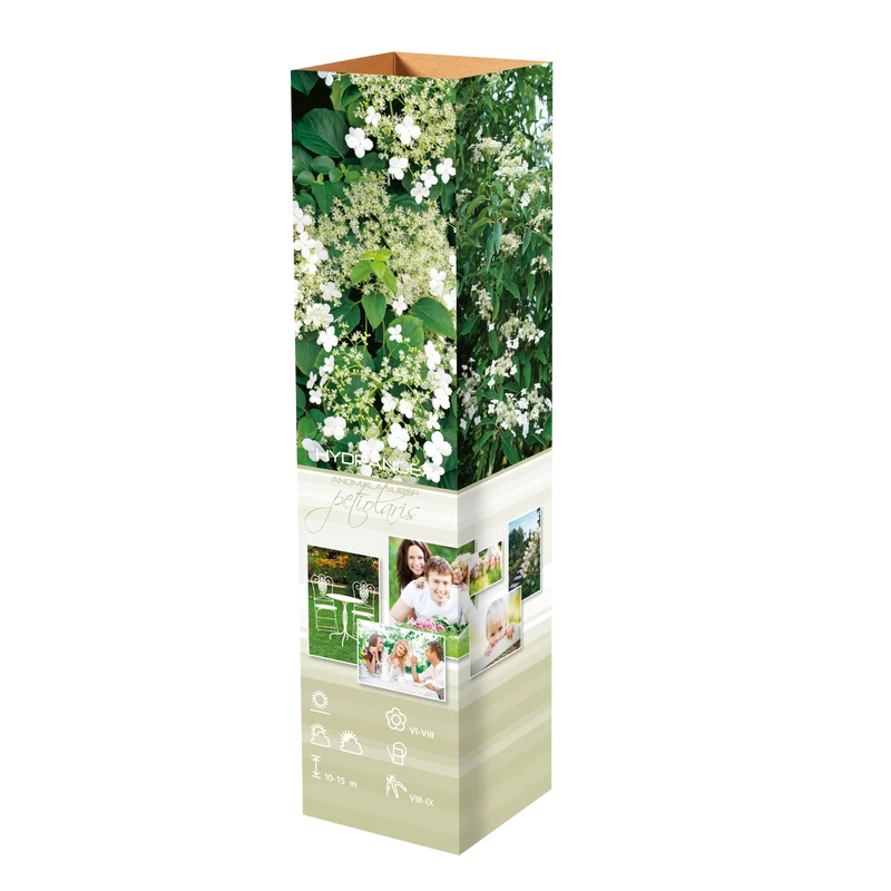 Lot de 8 hortensias grimpants - 30-38 cm