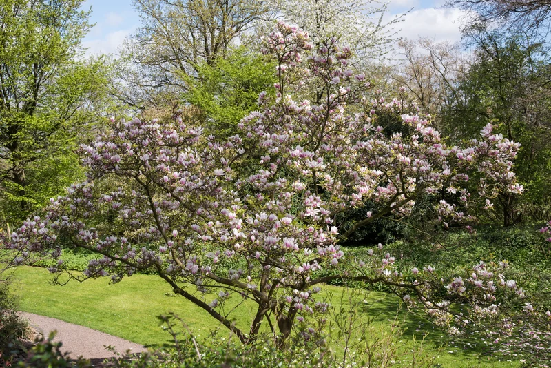 Lot de 6 magnolias Soulangeana - 30-38 cm