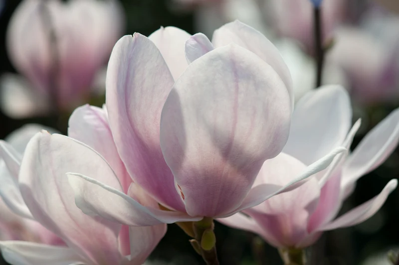 Lot de 3 magnolias Soulangeana - 30-38 cm