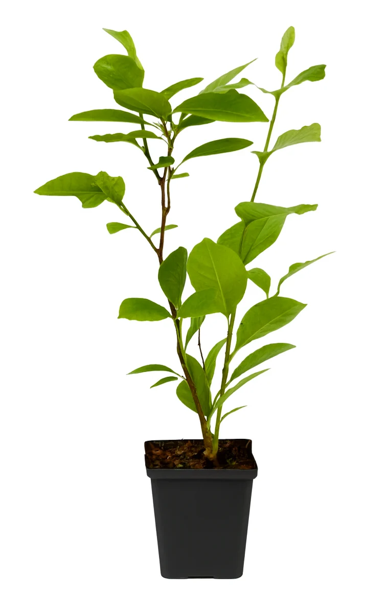 Lot de 3 magnolias : 1 magnolia Susan, 1 magnolia Soulangeana, 1 magnolia Stellata - 30-38 cm