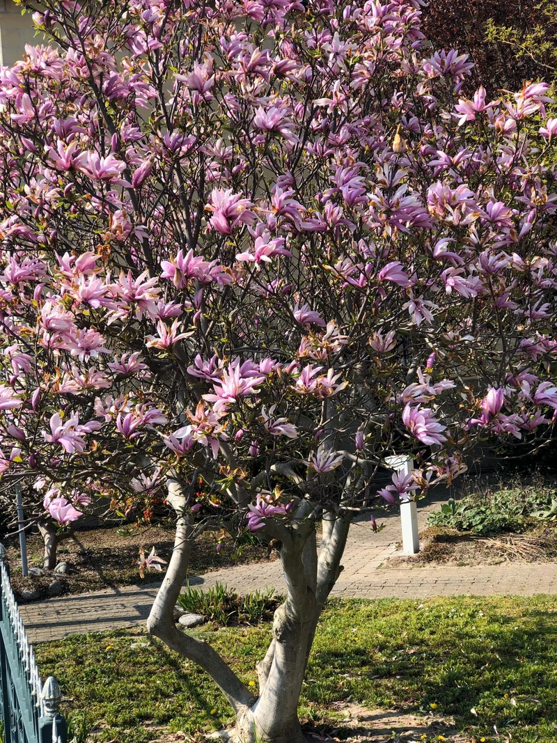 Lot de 6 magnolias Susan - 30-38 cm