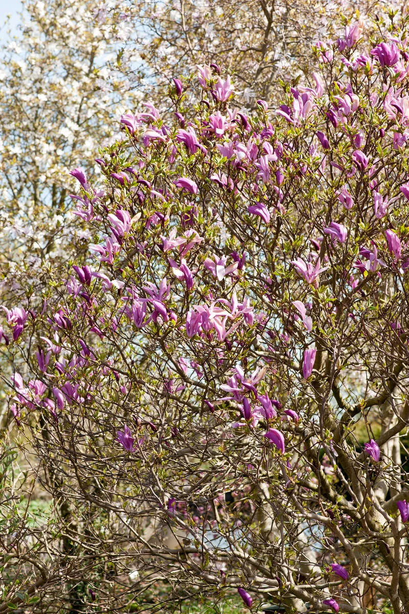 Lot de 6 magnolias Susan - 30-38 cm
