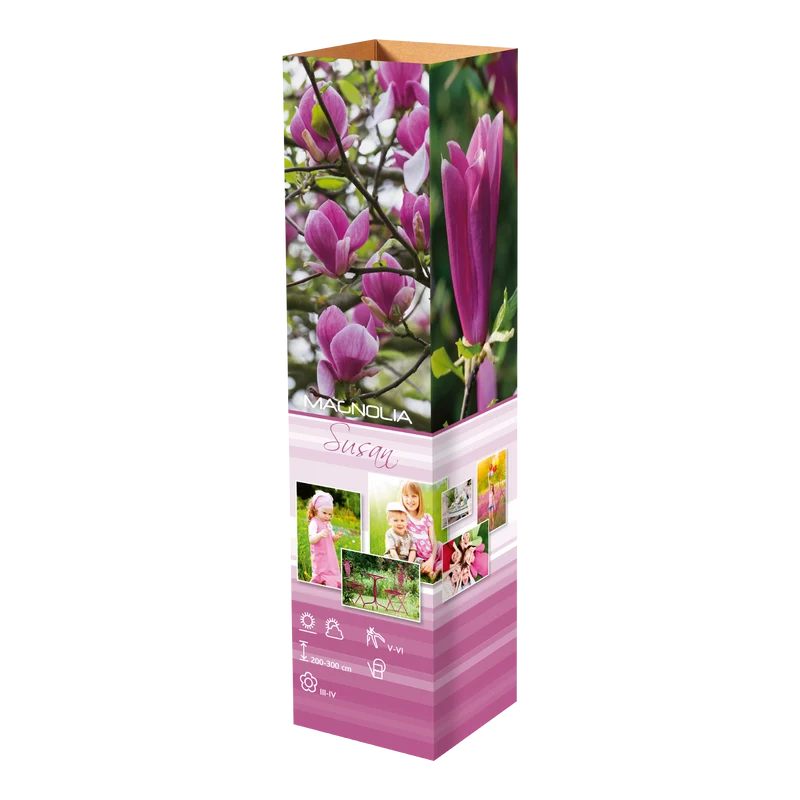 Lot de 3 magnolias Susan - 30-38 cm